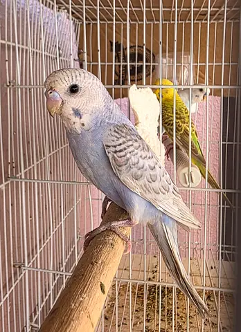 Locally budgies