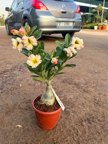 Live Adenium (Desert Rose) in Pot — Flowering, Ready to Grow