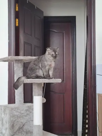 Gray cat available for adoption — friendly indoor cat 0502837725