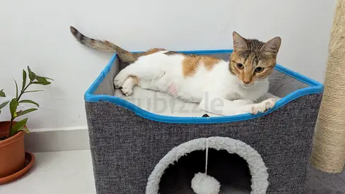 Cat for Adoption