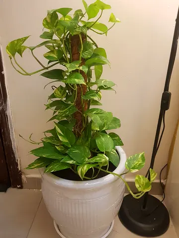 Money plant with ceramic pot