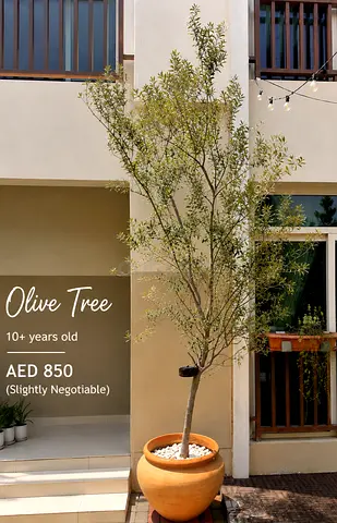 Mature Outdoor Trees for Sale – Olive, Desert Rose  Orange Jasmine