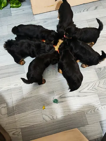 Puppies for adoption