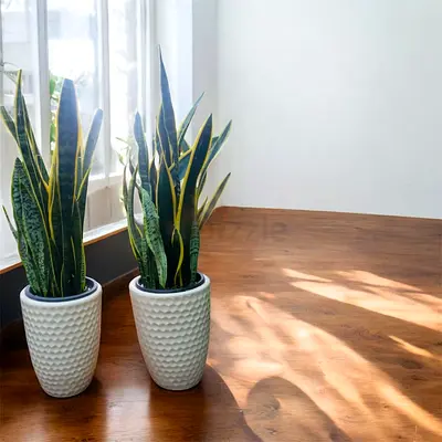 Mixed Plants for Sale- Different price. Contact: 0524948767