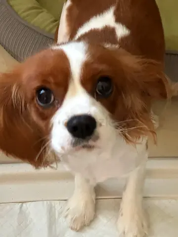 Friendly Cavalier King Charles Spaniel looking for a new home