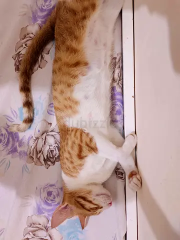 Cat for free adoption