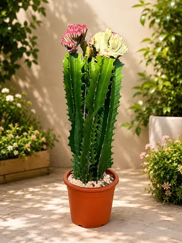 Live Decorative Cactus (Grafted Euphorbia) - Ready for Indoor/Outdoor