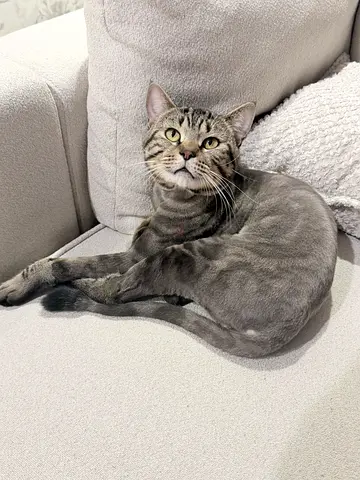 Pets