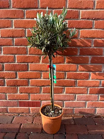 Beautiful Potted Olive Tree for Your Garden - 80 - 10cm Height