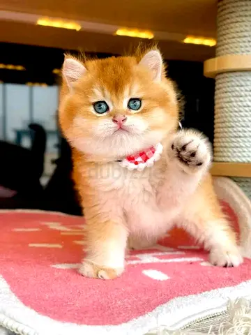 Munchkin kittens