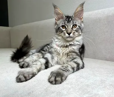Maine $%! Kittens — Friendly and Healthy