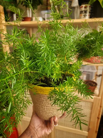 Asparagus fern plant in jute planter basket