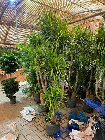 Beautiful Live Dracaena Draco Plant - 2m -2.5m Height
