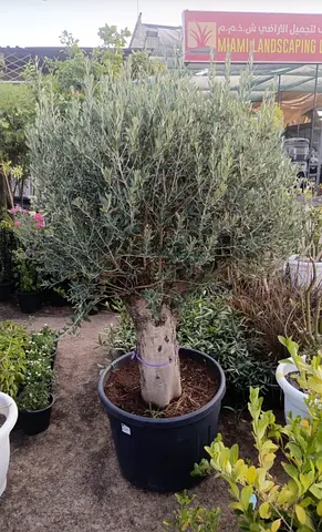 Potted Olive Tree with Thick Trunk — Ready for Garden or Patio