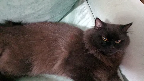 Black long-haired male cat available for adoption ( Turkish Angora breed)