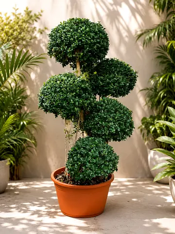 Live Ficus Bonsai Tree with Topiary Design - Decorative Indoor/Outdoor Tree
