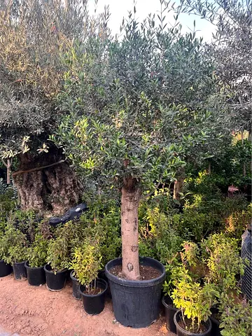 Mature Potted Olive Tree in Large Pot - Ready to Plant
