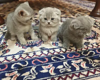 قطط للتبني