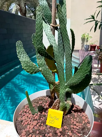 Plants