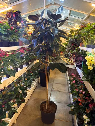 Live Ficus Elastica (Rubber Plant) - Indoor Plant - 1.8m Height