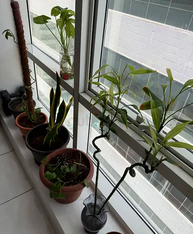 Plants