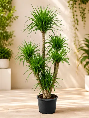 Dracaena Draco Live Plant. Indoor Outdoor