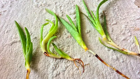 TAKE ALL FOR 5 DH! 🌱 Healthy Rooted Aloe Vera Pups - Ready to plant!