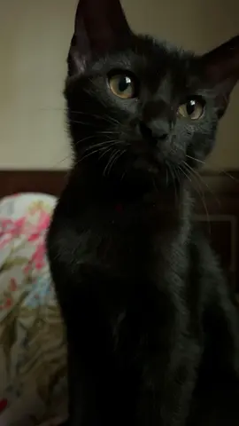 Black kitten for adoption