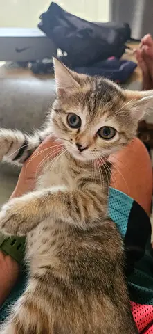 4 Beautiful Kittens for Adoption
