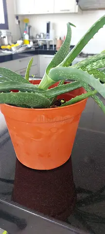 Healthy Aloe Vera Plant in Small Pot - Ready for Home or Kitchen