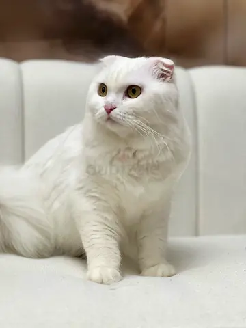 White Scottish Fold Cat — Friendly, Indoor, Healthy