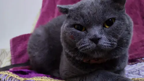 Friendly British Scottish Fold Cat for Free Adoption 🐾 (Al Ain City)
