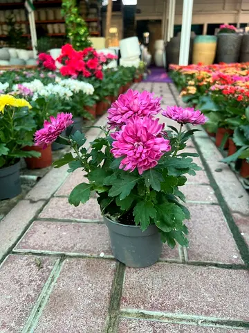 Beautiful Pink Chrysanthemum Plant for Your Garden