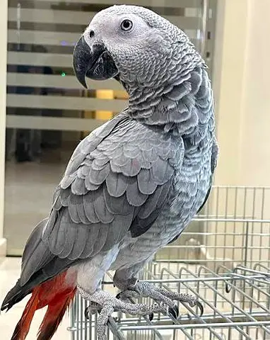 Young African Grey Parrot - Tame, Handled, Healthy
