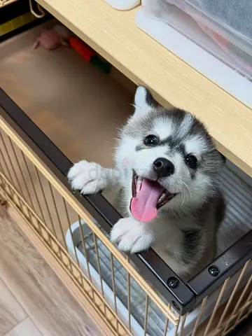 Friendly Siberian Husky Puppy looking for a new home