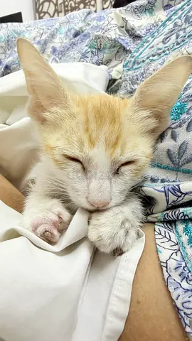 Kitten for Free adoption