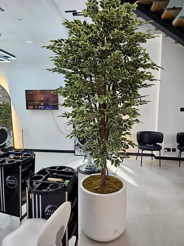 Large Artificial Ficus Tree in White Planter - Ready to Place