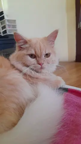 Pets