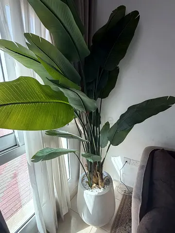 Tall artificial bird of paradise plant in white pot