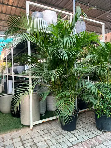 Large Areca Palm in Pot - Healthy Indoor/Outdoor Plant