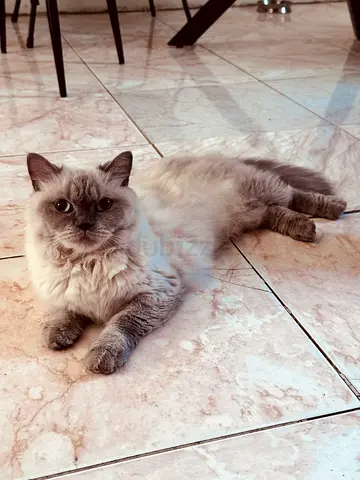 Himalayan Cat looking to re-home