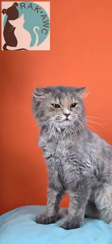 Adorable CURLY