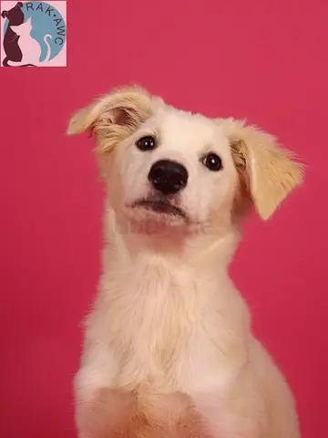 Playful MANDOW
