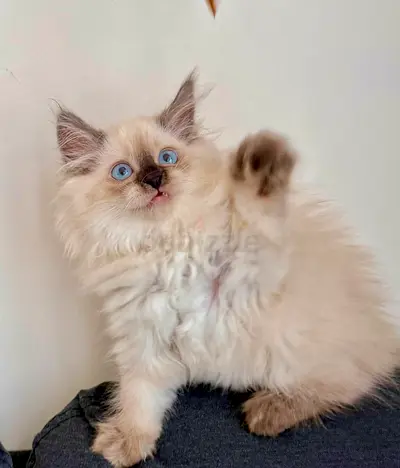 Pure Ragdoll kittens