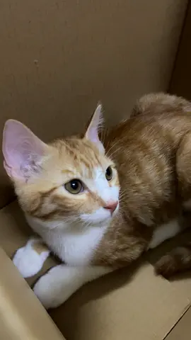 Ginger kitten fro adoption