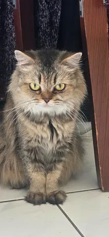 Beautiful long haired cat for adoption
