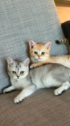 Friendly cute cat for adoption (its bonded kitten)