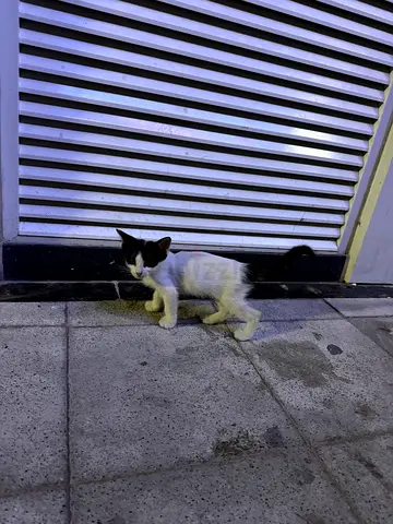 Kittens for adoption