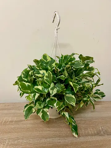 Njoy Pothos -Hanging plant