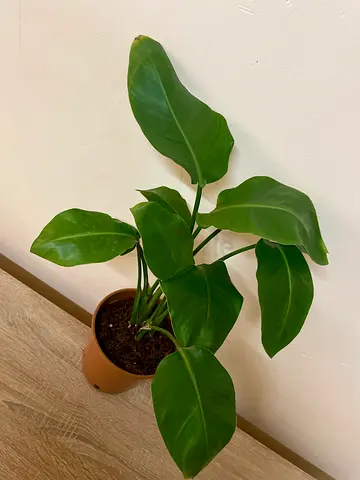 Bird of Paradise - Soil